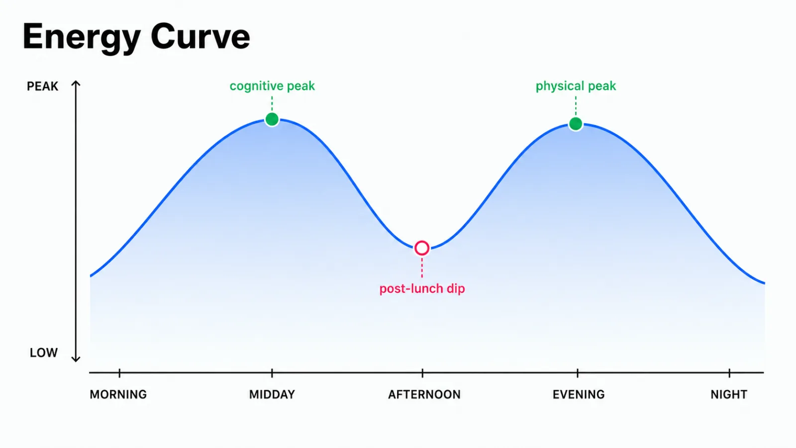 A W-shaped curve rising from morning into a late-morning cognitive peak, dipping in early afternoon, rising again into a mid-to-late-afternoon physical peak, then declining gradually through evening a