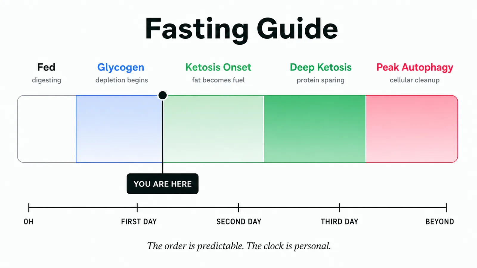 A horizontal timeline showing five stages - Fed, Glycogen Depletion, Ketosis Onset, Deep Ketosis, and Peak Autophagy - across the duration of an extended fast, with a You are here marker at the star